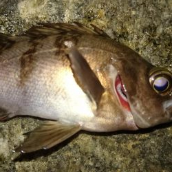 プラグオンリー