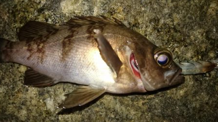 プラグオンリー