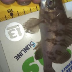 干潮メバリング