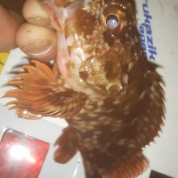 仕事帰りメバリング