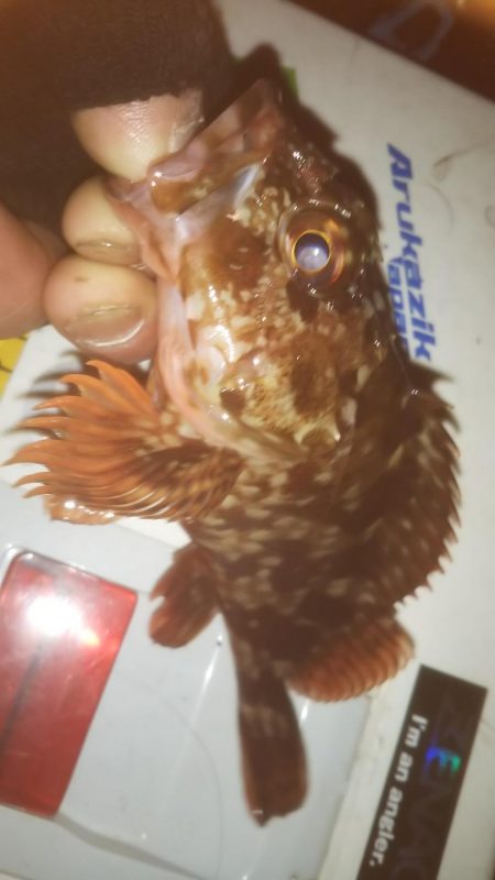 仕事帰りメバリング