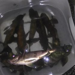 小メバル高活性