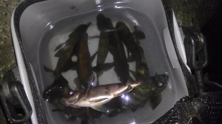 小メバル高活性