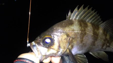 小潮メバリング