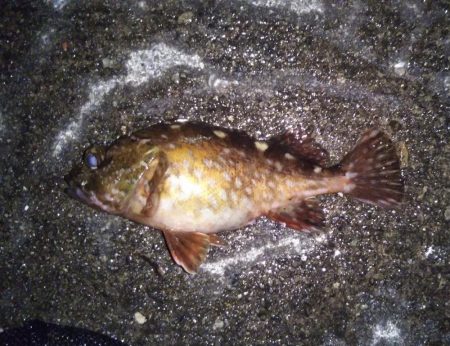 短時間ライトゲーム