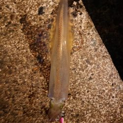 ウネリの中良型揃い