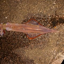 浮釣とせめぎ合い