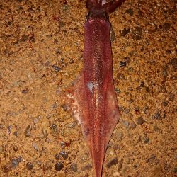 気持ちいい釣り日和