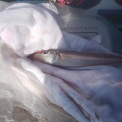 播磨新島でキス釣り