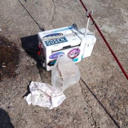 播磨新島でキス釣り