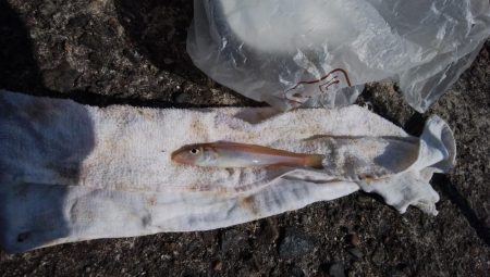 播磨新島でキス釣り