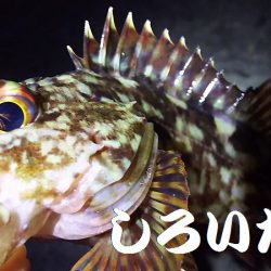 久しぶりに釣り。