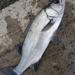 朝マズメにグレとサラシでヒラスズキ。