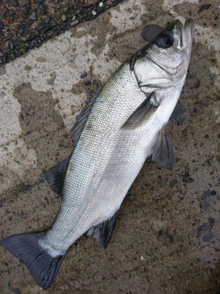 朝マズメにグレとサラシでヒラスズキ。