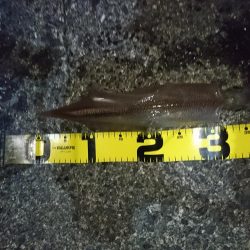 ヤリイカ釣り４