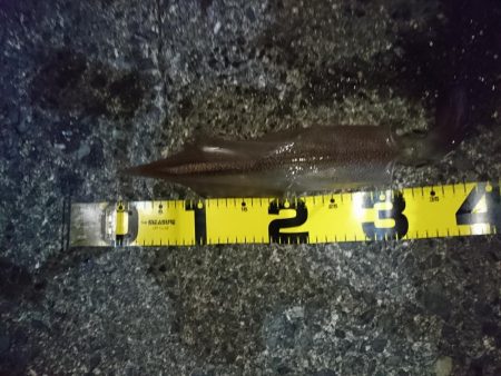 ヤリイカ釣り４