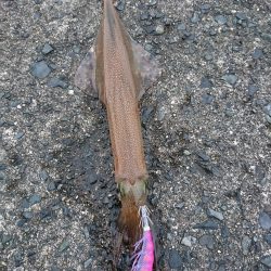 ヤリイカエギング５