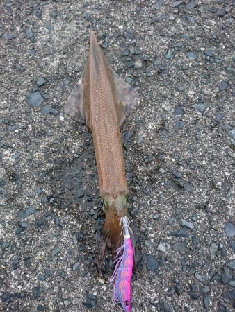 ヤリイカエギング５