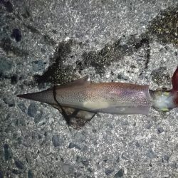 ヤリイカエギング６