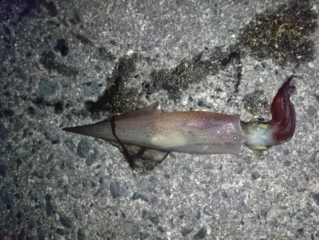 ヤリイカエギング６