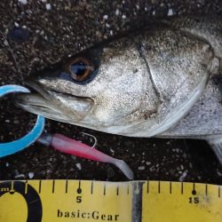 日没寸前にシーバスGET!