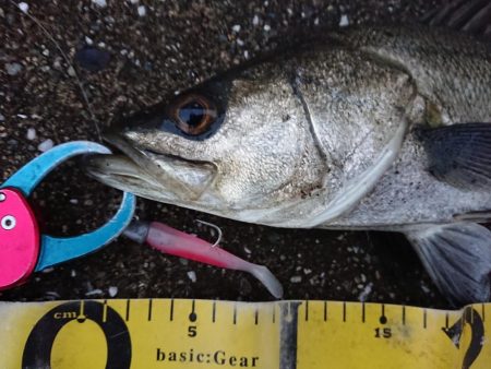 日没寸前にシーバスGET!