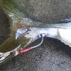 まだまだ渋さ継続中