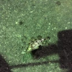 小松島港でメバリング