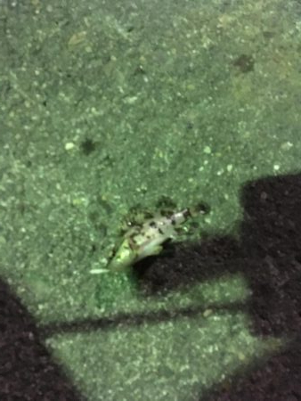 小松島港でメバリング