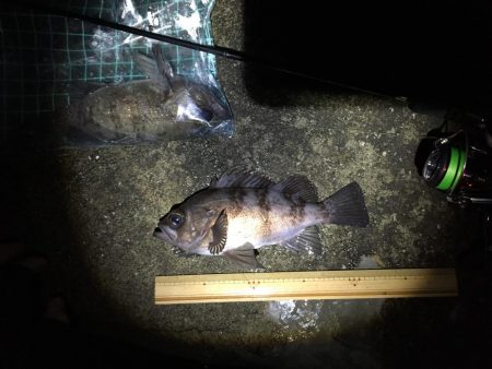 今宵もプラグ縛りメバリング