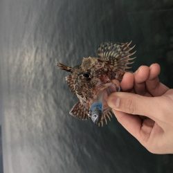 ワインドライトゲーム