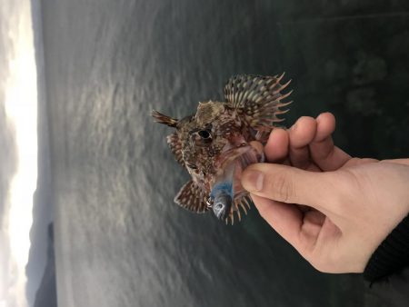 ワインドライトゲーム