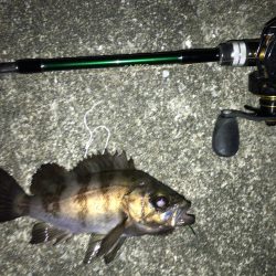 週末メバリング