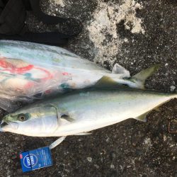 まさかのワラサ2本