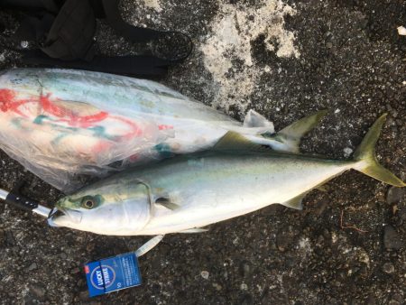 まさかのワラサ2本