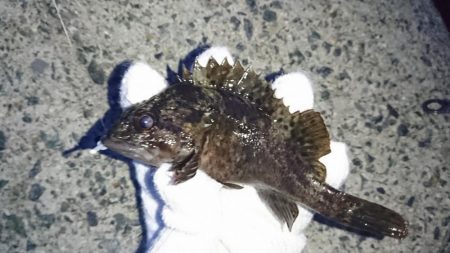 メバリング不調