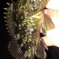 ガシラは元気です