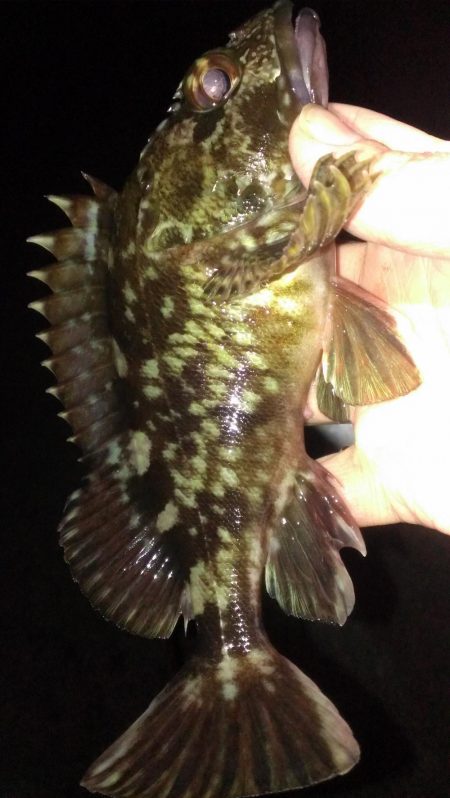 ガシラは元気です