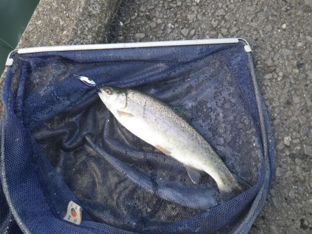 サクラマスゲット