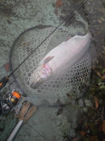 ショートバイト