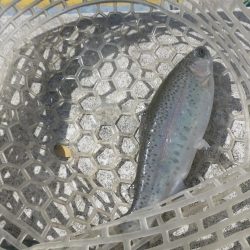 ラインブレイク！