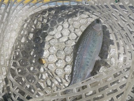 ラインブレイク！