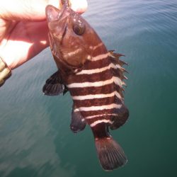 12時間耐久ライトロック