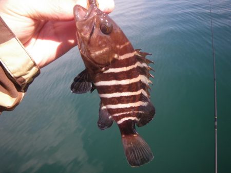 12時間耐久ライトロック