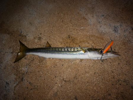 激シブ、やっと鱗つけ