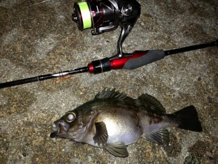 釣れたり釣れなかったり