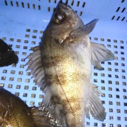 メバル☆スズキ☆メバル