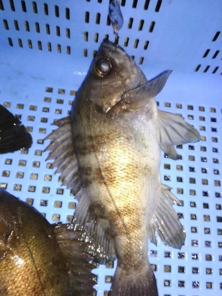 メバル☆スズキ☆メバル