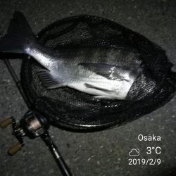 南港カモメ大橋ヘチ釣行 （ついに出た！歳無し！真チヌ 55cm！と ガシラ釣果有り）