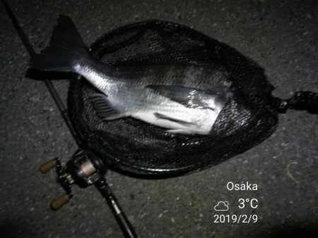 南港カモメ大橋ヘチ釣行 （ついに出た！歳無し！真チヌ 55cm！と ガシラ釣果有り）
